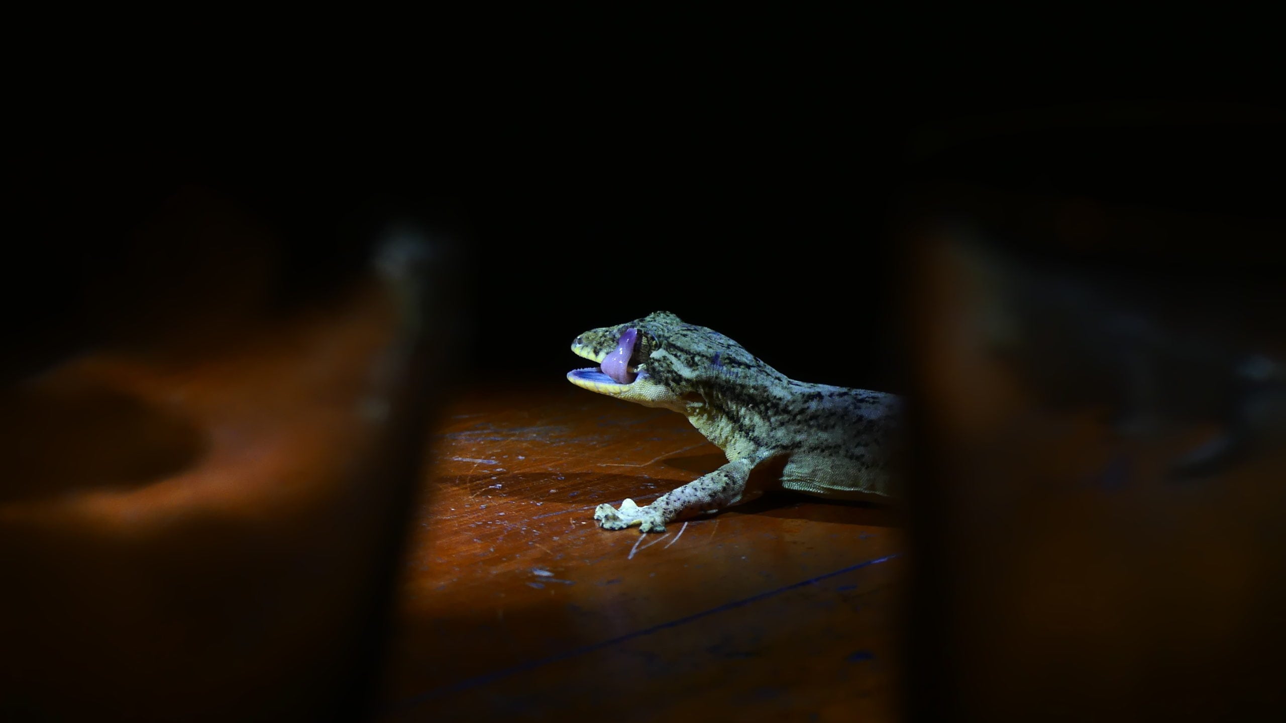 Dos especies de geco están entre las especies invasoras priorizadas. Foto: cortesía Felipe Espinoza.