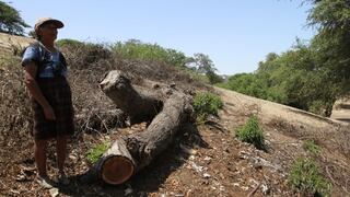 Talaron 15 algarrobos de 40 años para comercio ilegal de madera