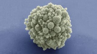 Científicos crean el genoma más pequeño de un organismo vivo