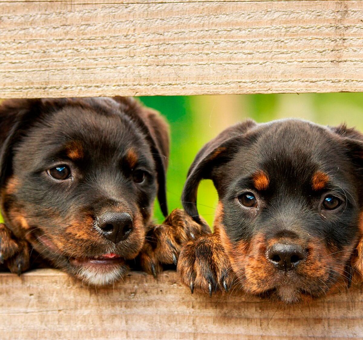 Darle quinoa a los perros a temprana edad los ayuda a tener una flora intestinal sana (Foto: weetlouise / pixabay)