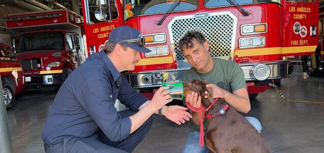 Los voluntarios que reúnen a las mascotas perdidas en los incendios de LA con sus dueños