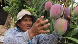 Más del 89% de productores de la agricultura familiar apuestan por la exportación de mango