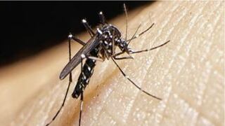 Día Internacional contra el Dengue: por qué es un día importante para el Perú y cuál es su origen
