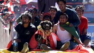 Petardo, el perro "héroe" de las protestas mineras en Bolivia