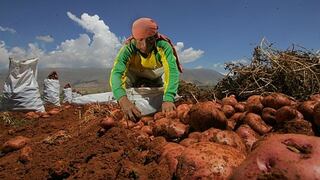 Perú y Bolivia unen esfuerzos para que pequeños agricultores tengan mejores ingresos con las ventas de papas