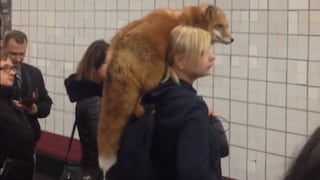 Mujer deja boquiabiertos a pasajeros del Metro de Moscú por ingresar con un zorro dentro del vagón