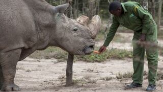 La compleja técnica de fertilización que podría salvar al rinoceronte blanco del norte