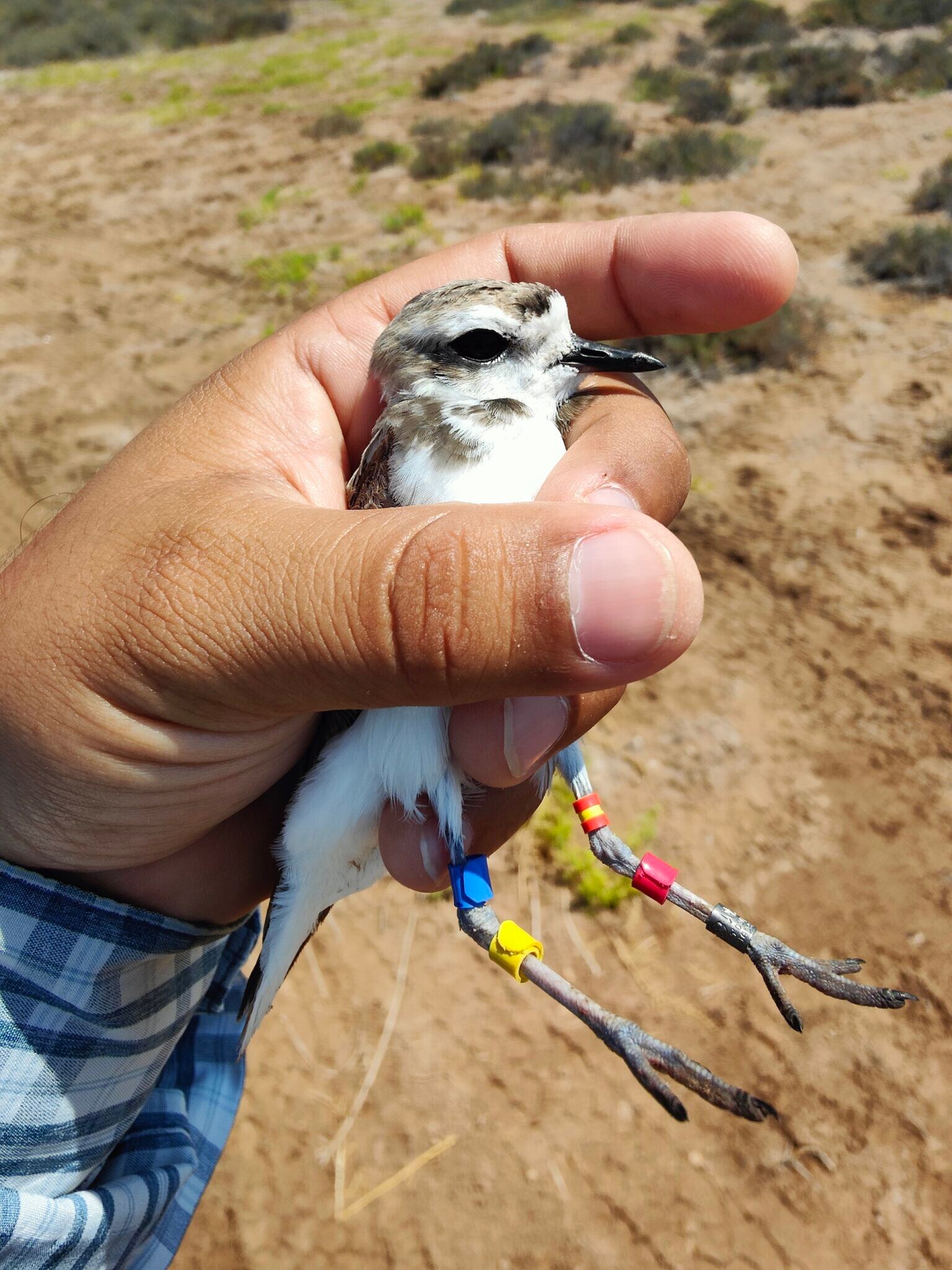Hembra de chorlo nevado con anillos de identificación. Foto: Medardo Cruz López