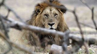 Población de leones en África disminuyó de 200 mil a 15 mil en 30 años