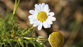 Cómo cultivar tu propia planta de manzanilla con una bolsita filtrante