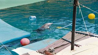 Piden modificar ley que permite cautiverio de los delfines