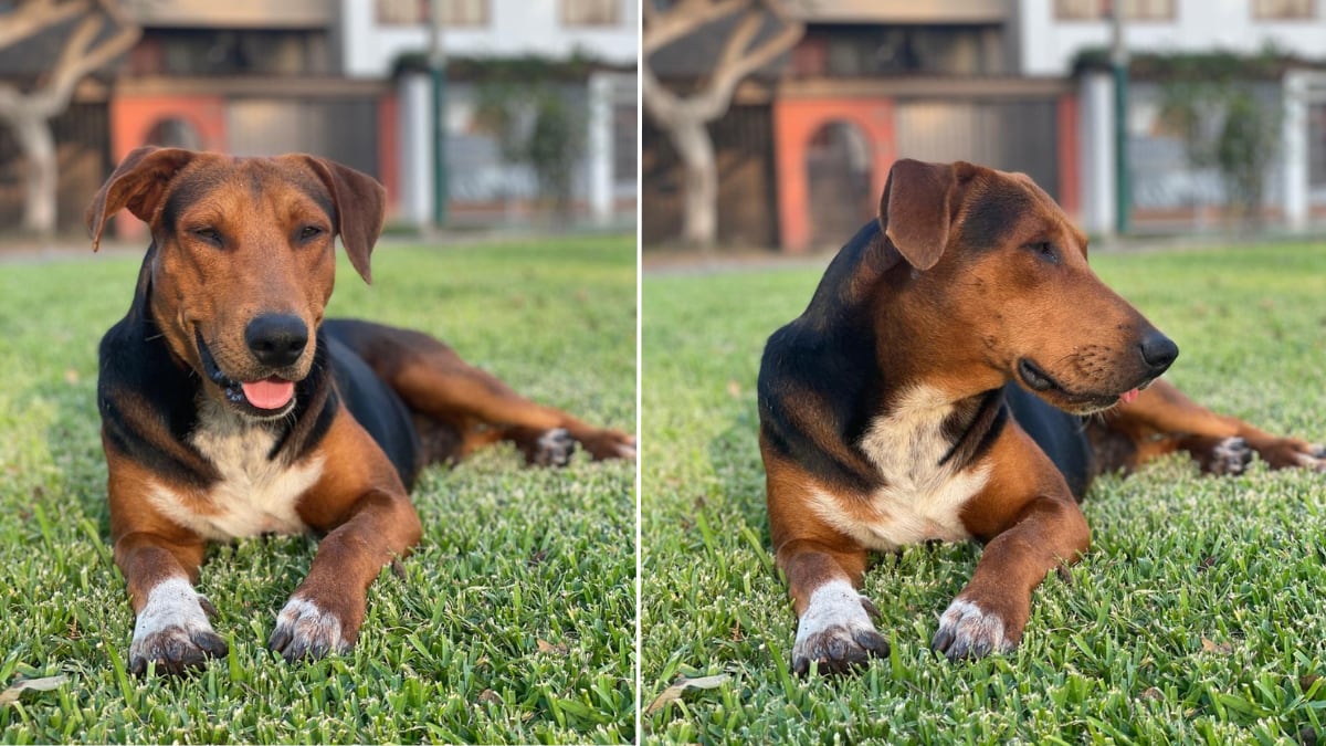 Según el centro veterinario al que lo llevaron los vecinos, Orejas tiene aproximadamente dos años de edad, el mismo tiempo que lleva viviendo en el parque.
