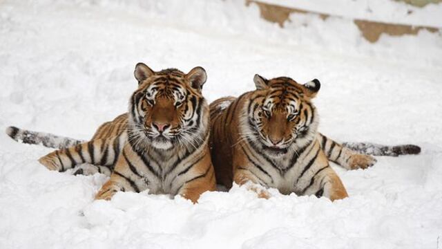 YouTube: reaparecen tigres siberianos en China luego de 60 años