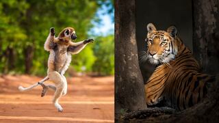 New Big 5: el proyecto internacional que celebra la fauna silvestre mediante la fotografía