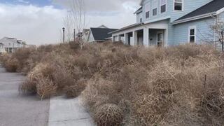 Las plantas rodadoras que invaden las ciudades de Utah