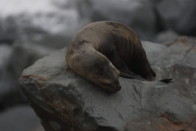 Personal de Defensa Civil cierra la Costa Verde, en el Callao, debido al incremento del oleaje. (Foto: Cesar Campos/@photo.gec)