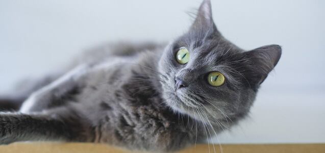 ¿Es mejor que los gatos vivan en casa o salgan a la calle? Un veterinario responde