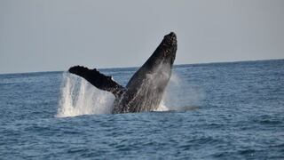 Avistamiento de ballenas en Lima se debe a su periodo reproductivo, según expertos