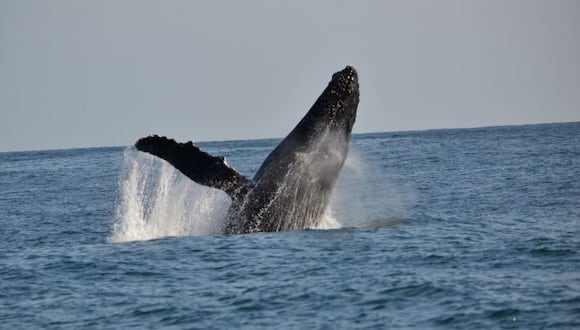 Avistamiento de ballenas jorobadas durará hasta noviembre. (Foto: Andina)