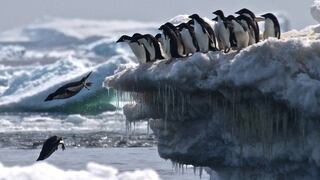 Hallan más de 1,5 mlls de pingüinos adelaida en el océano Antártico