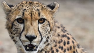 Pánico en China tras la huida de tres leopardos de un parque de animales salvajes