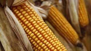 Por qué México irá en busca del maíz de Argentina y Brasil