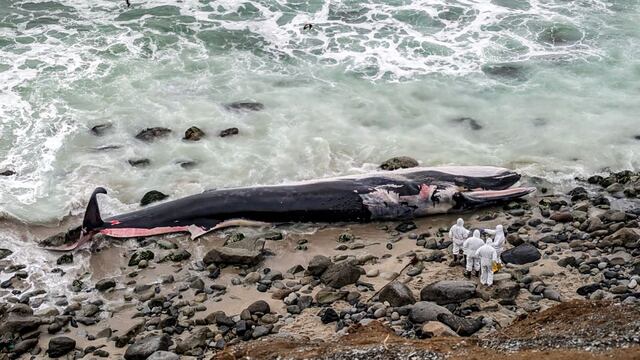 Ballena varada en Playa Señoritas: Imarpe investiga muerte del cetáceo