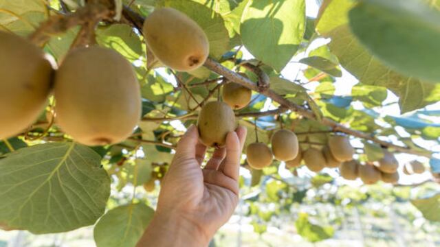 Descubre la fruta perfecta para mejorar el sueño y bajar de peso: tiene gran cantidad de antioxidante, según estudios. (Fuente: iStock)