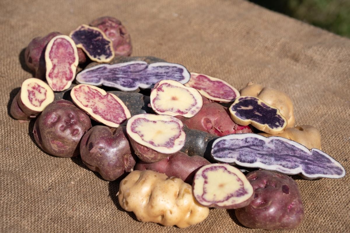 Estas papas orgánicas, además de ser diversas en color y textura, son saludables, versátiles y sabrosas. (Foto: Wong)