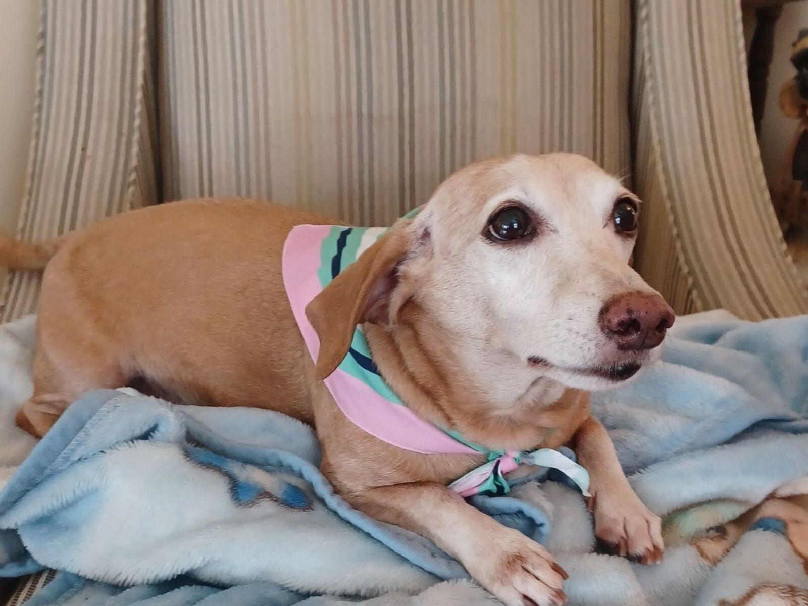 Las personas que robaron a Bam Bam aprovecharon la discapacidad visual de su dueño para realizar su cometido. (Crédito: Bring Bam Bam home / Facebook)