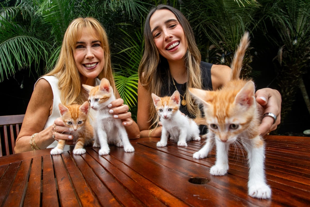 Rescate felino en la era digital: los grupos que encuentran hogar para gatos a través de Instagram y TikTok