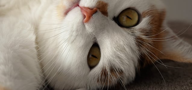 ¿Por qué mi gato no maúlla?