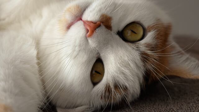 Frases en el Día Internacional del Gato: mensajes graciosos, cortos y más para compartir en Instagram y otras redes | En la siguiente nota hemos preparado una lista de ingeniosos mensajes que puedes usar con tus amigos, familiares y seres queridos. (Foto: Pixabay).