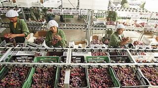 ADEX: Uvas, paltas y arándanos peruanos tienen oportunidades en el sudeste asiático