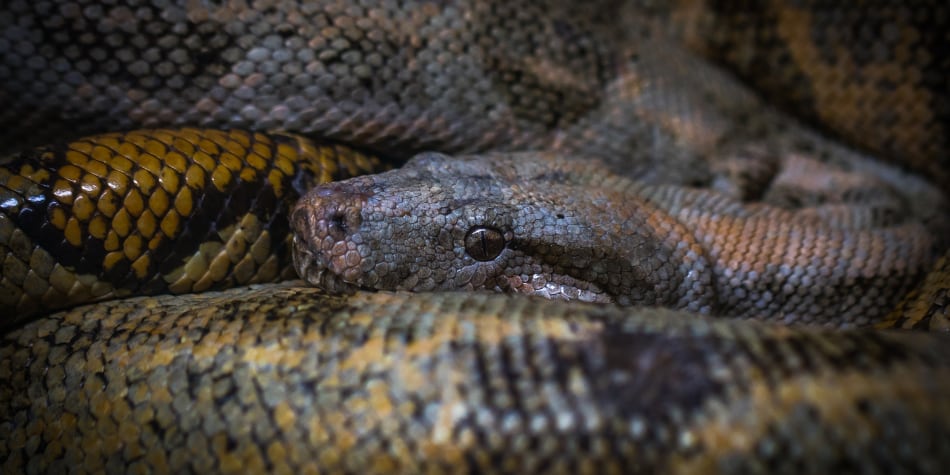 De qué trata la historia de la boa gigante que vive en el río Amazonas y es una leyenda | En la siguiente nota te contaremos todo lo que debes saber sobre este impresionante ser; además de otros datos relacionados al imponente río donde habita. (Foto: Pexels/Referencial)