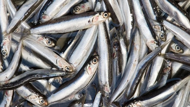 Pesca de anchoveta generaría hasta US$1.800 mlls. en exportaciones, pero no será suficiente para recuperar el sector