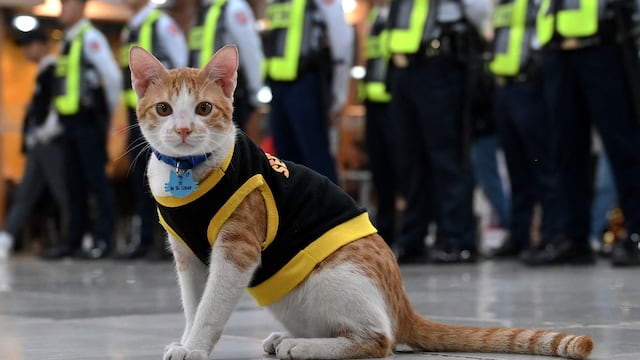Filipinas: guardias de seguridad adoptan gatitos abandonados y forman parte de su patrulla