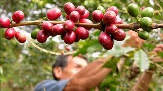 Sector agricultura financió 376 planes de negocio por S/ 147 millones para impulsar la cadena del café