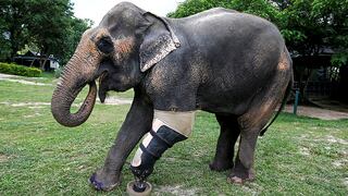 Crean prótesis para la pata de una elefante en Tailandia