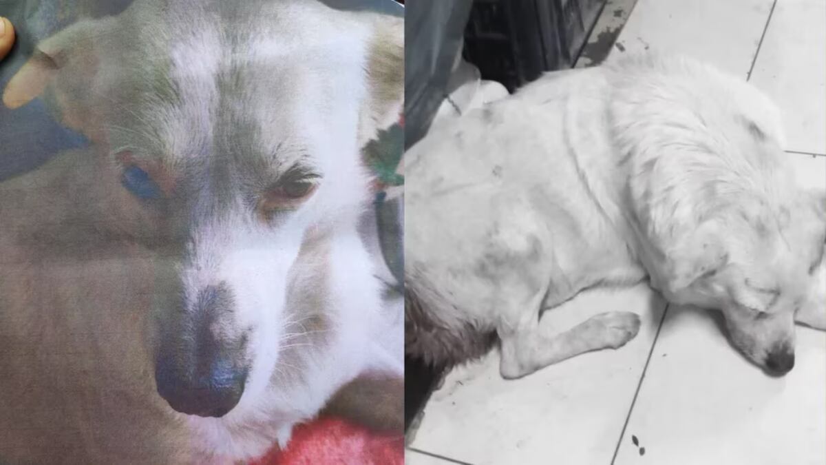 En octubre, 'Totito' fue encontrado en estado agonizante en las inmediaciones del mercado San Fernando. Los vecinos y comerciantes se organizaron para llevarlo al veterinario, quien determinó que había sido abusado y torturado.