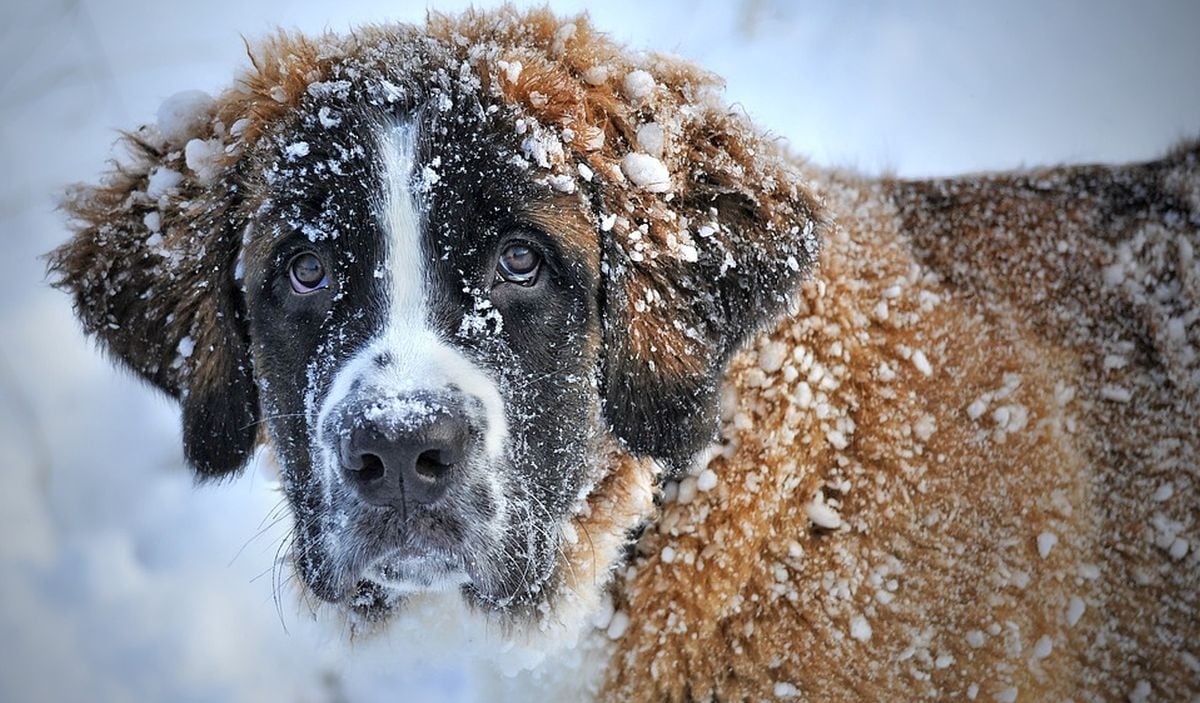 Los que tienen una mascota, saben que en su familia hay un miembro más. (Foto:Freepik)