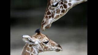 Jirafa bebe sacrificada: personal del zoológico recibe amenazas