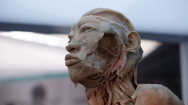 Bodies: la exposición de cuerpos humanos reales en Lima