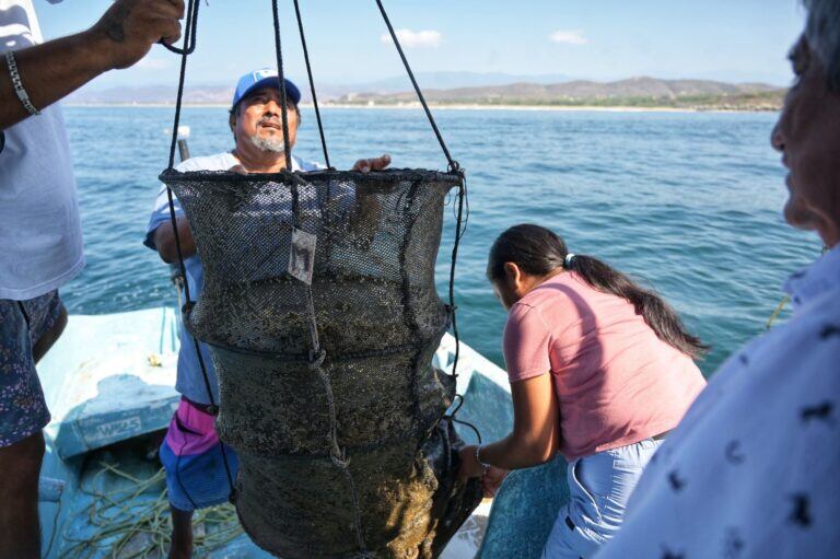 Preparación de canastas para cultivo de ostiones. Foto: Sefader
