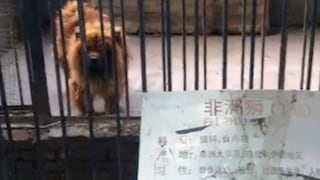 Zoológico chino "disfrazaba" a perros de leones y a ratas como reptiles