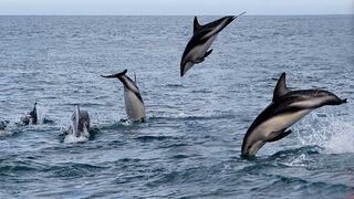 Perú: cada año 15 mil delfines y marsopas en peligro de extinción son víctimas de la captura incidental