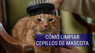 Así puedes limpiar el cepillo de tu mascota en minutos