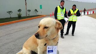 Ex perro callejero tiene credencial propia en sede de Surf de los Panamericanos