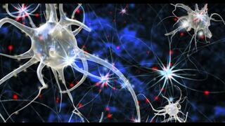 Crean neuronas digitales para estudiar el sistema nervioso