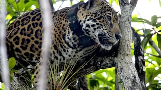 Tras el rastro del jaguar: excazadores y científicos se unen para obtener una radiografía del amenazado felino en México